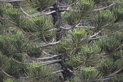 Pycnonotus conradi