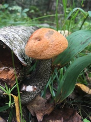 Leccinum