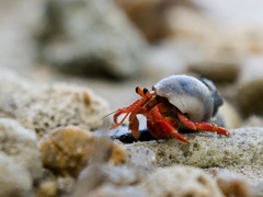 Coenobita violascens