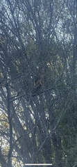 Falco novaeseelandiae