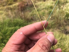 Dichanthium sericeum