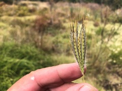 Dichanthium sericeum