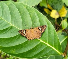 Coladenia indrani