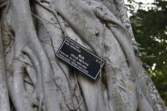 Ficus retusa