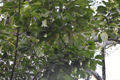 Ficus retusa