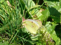 Colias phicomone