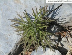 Siphonostegia
