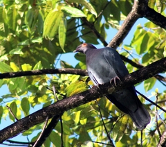 Patagioenas squamosa