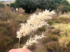 Rytidosperma bipartitum