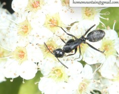 Camponotus japonicus