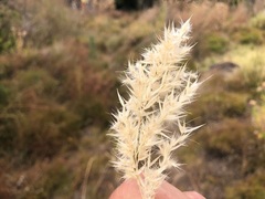 Rytidosperma bipartitum