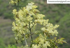 Fraxinus chinensis
