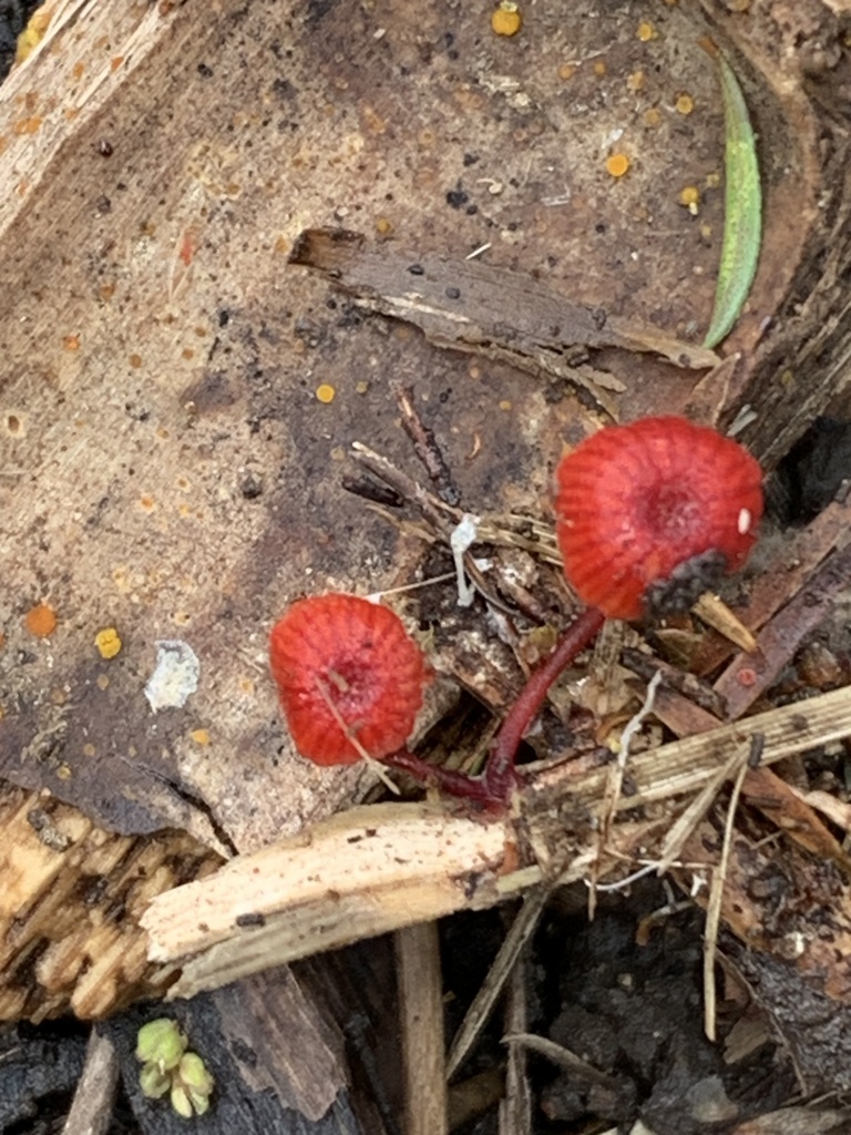 ruby bonnet from Woodside Glen, Auckland, Auckland, NZ on January 15 ...