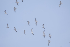 Larus armenicus