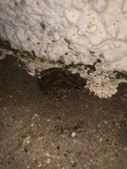 Pelodytes atlanticus