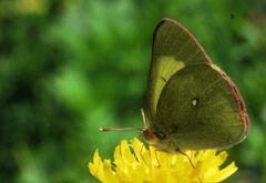 Colias palaeno