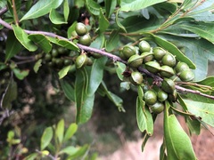 Alectryon diversifolius