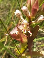 Satyrium cristatum