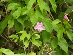 Bignonieae