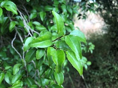 Excoecaria dallachyana