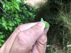 Excoecaria dallachyana