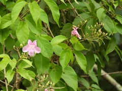 Bignonieae