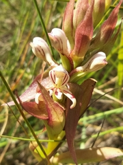 Satyrium cristatum