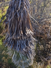 Argyroxiphium grayanum