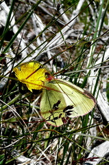 Colias palaeno