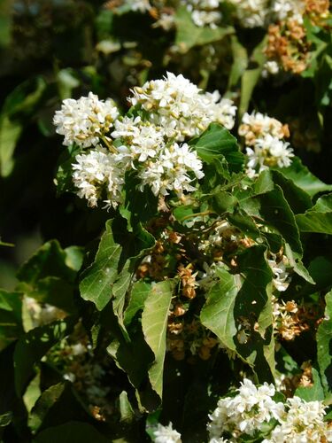 Dombeya cymosa, photograph 4