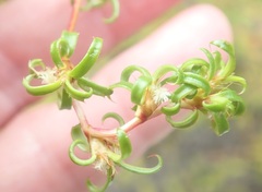 Cliffortia ferruginea