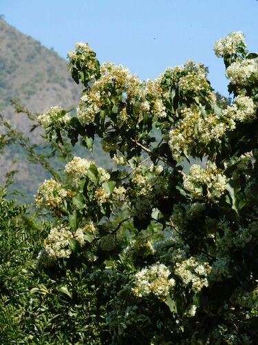 Dombeya cymosa, photograph 5