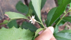 Ardisia cornudentata