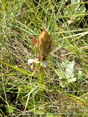Satyrium cristatum