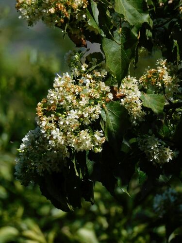 Dombeya cymosa, photograph 6