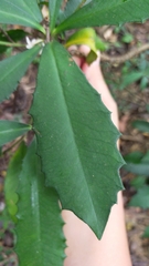 Ardisia cornudentata