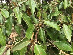 Croton insularis