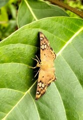 Coladenia indrani