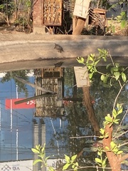 Melanochelys trijuga