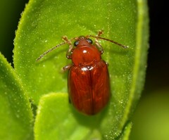Neocrepidodera ferruginea