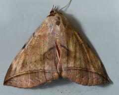 Hypopyra capensis