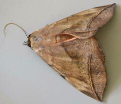 Hypopyra capensis