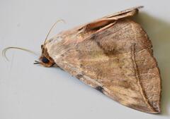Hypopyra capensis