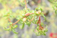 Cliffortia ferruginea