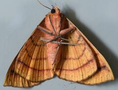 Hypopyra capensis