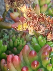 Sedum × rubrotinctum