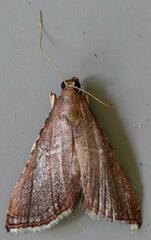 Endotricha erythralis