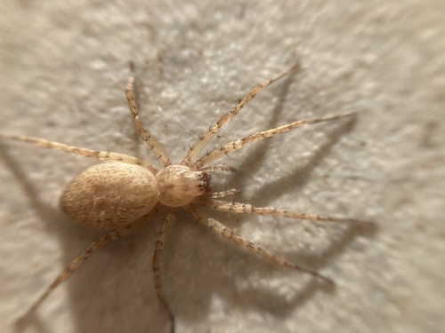 Anyphaena numida