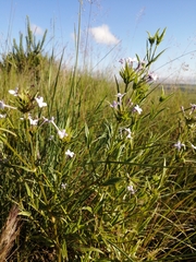 Conostomium natalense