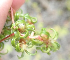 Cliffortia ferruginea